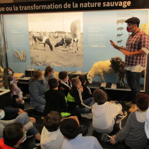 la domestication des animaux